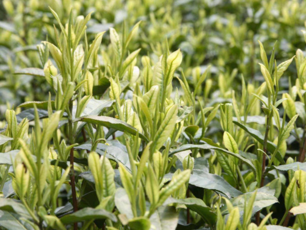 白茶的栽培與種植技術(shù)