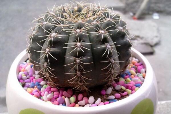 仙人球的養(yǎng)殖方法，養(yǎng)好仙人球做好以下5點(diǎn)最關(guān)鍵