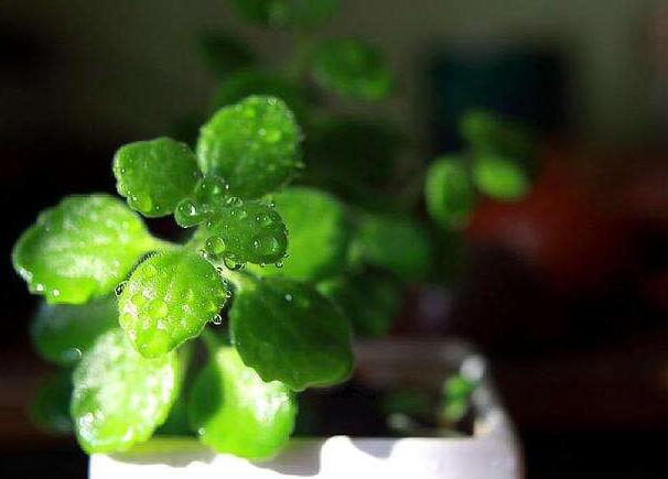 碰碰香花有毒嗎，不光沒(méi)毒并且還有很大的作用