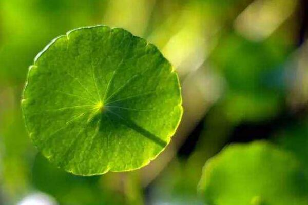 銅錢(qián)草的葉子邊緣焦了