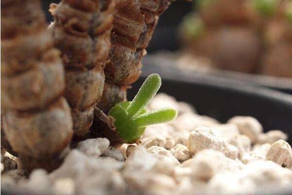 碧光環(huán)怎樣繁殖，詳解碧光環(huán)如何扦插與播種