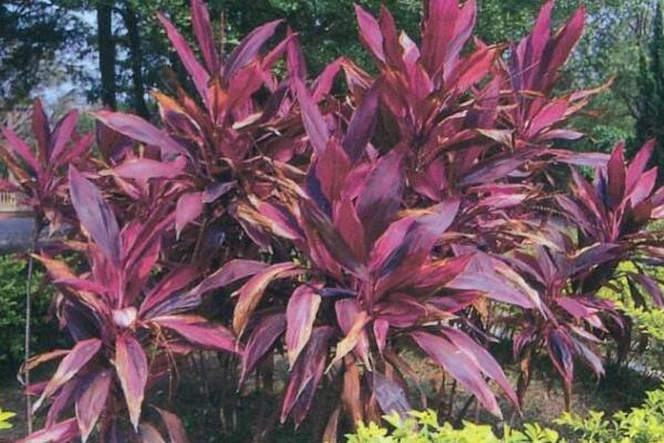 紅鐵樹的功效與作用，主要在于藥用以及觀賞