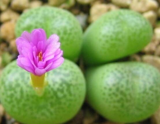 生石花怎么養(yǎng)長得快，老農(nóng)總結(jié)五個(gè)快速生長好方法