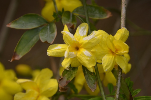 迎春花為什么枝條細(xì)