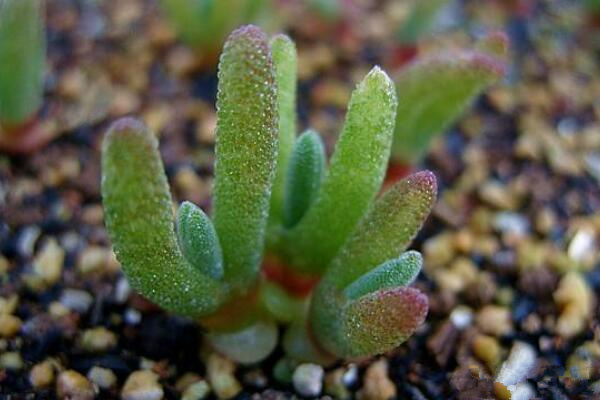 碧光環(huán)種子怎么種，分享碧光環(huán)的播種經(jīng)驗