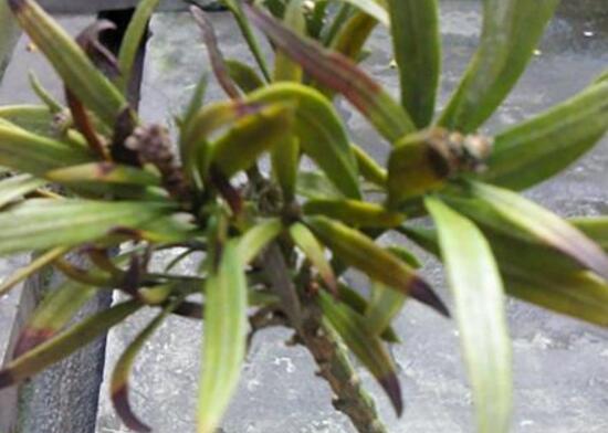 羅漢松葉子發(fā)黃怎么辦，羅漢松葉子發(fā)黃解決辦法