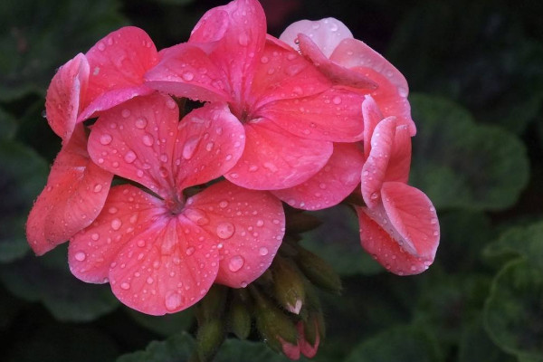 天竺葵為什么不開(kāi)花