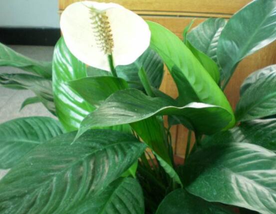 一帆風(fēng)順蔫了怎么補(bǔ)救，四種原因以及補(bǔ)救辦法