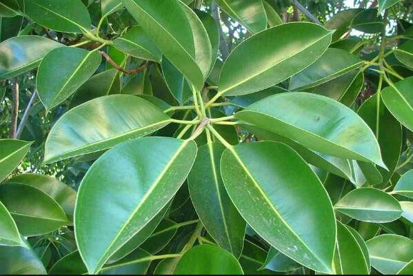 橡皮樹(shù)泡水生根的方法，3個(gè)步驟讓你橡皮樹(shù)深根固柢