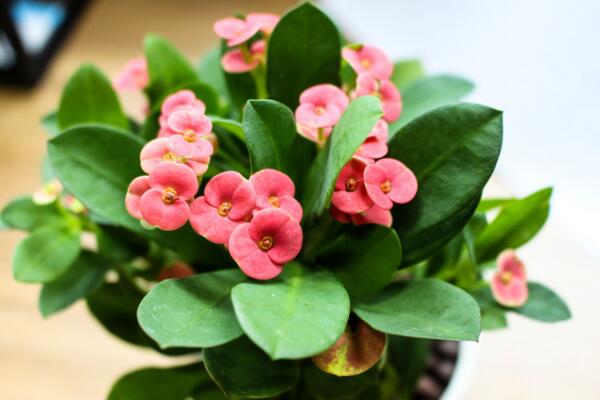 屋里養(yǎng)虎刺梅有毒嗎，不僅有毒還會(huì)產(chǎn)生致癌物質(zhì)