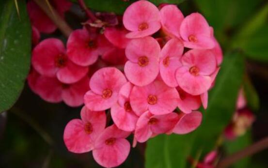 虎刺梅的養(yǎng)殖方法，老農(nóng)總結(jié)六大最實(shí)用基本養(yǎng)殖技巧