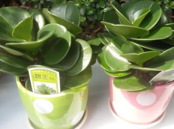 碧玉怎么養(yǎng)才能瘋長，做好這六點可生長得盆盆爆滿