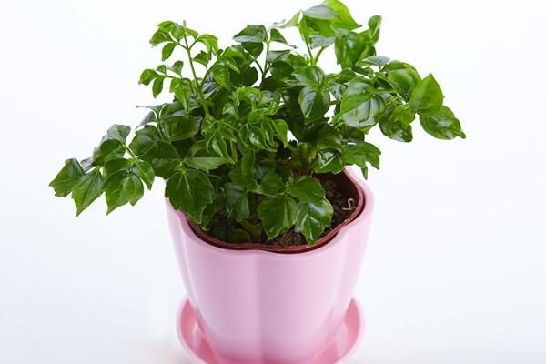 幸福樹吸收甲醛嗎，吸收甲醛效果非常好