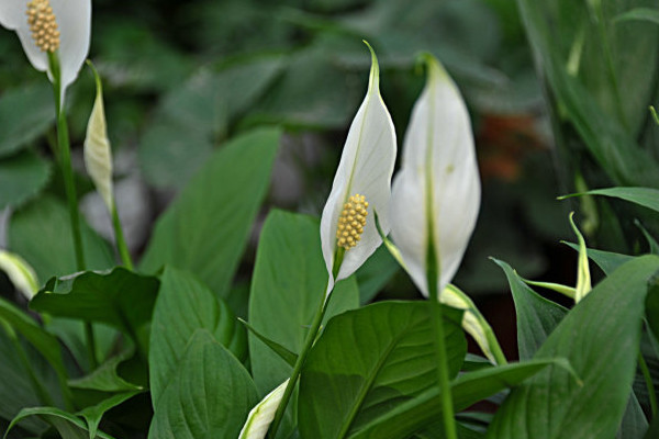 一帆風(fēng)順葉尖發(fā)黃干枯怎么辦，及時(shí)提供光照補(bǔ)充水分