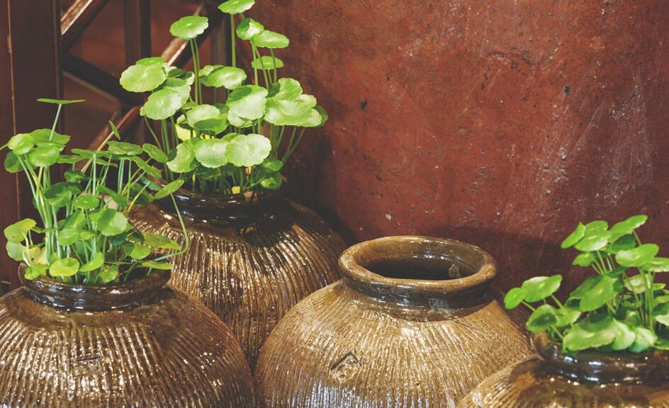 銅錢(qián)草放在什么位置好，放在陽(yáng)臺(tái)上最合適