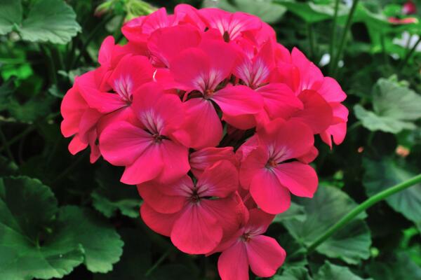 天竺葵泡水生根方法，3步即可天竺葵的水培