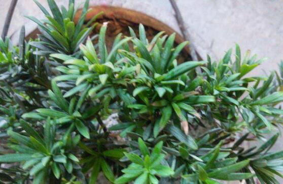 羅漢松葉子發(fā)黃怎么辦，羅漢松葉子發(fā)黃解決辦法