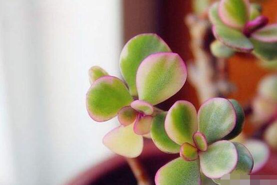 雅樂之舞的養(yǎng)殖方法和注意事項，老農(nóng)總結(jié)最實用八大養(yǎng)殖方法