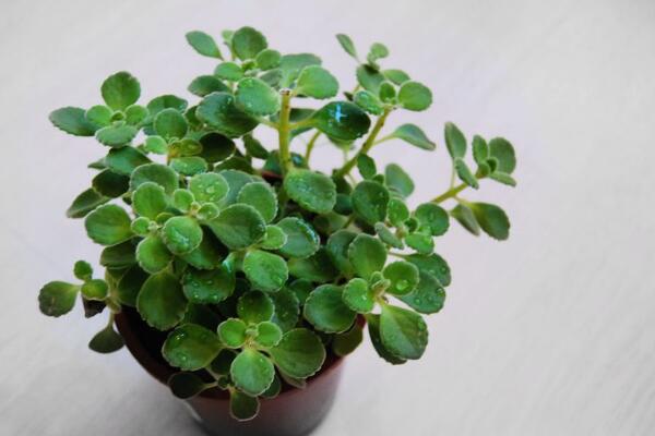 碰碰香放臥室有害嗎，對(duì)少部分過敏人群帶來不適