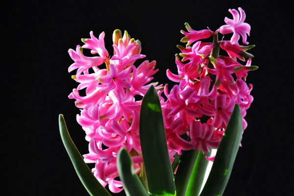 風信子花敗后怎么處理，保存種球來年煥活開花