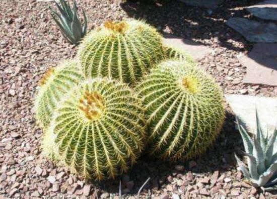 仙人球可以吃嗎，仙人球花的藥用價值