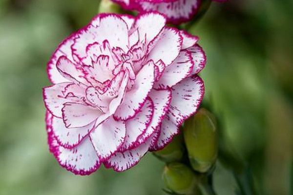 康乃馨小苗徒長太細(xì)怎么辦