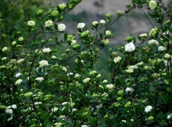 九里香盆景修剪，老農(nóng)總結(jié)四大基本步驟(摘心/摘芽/修枝/摘葉)