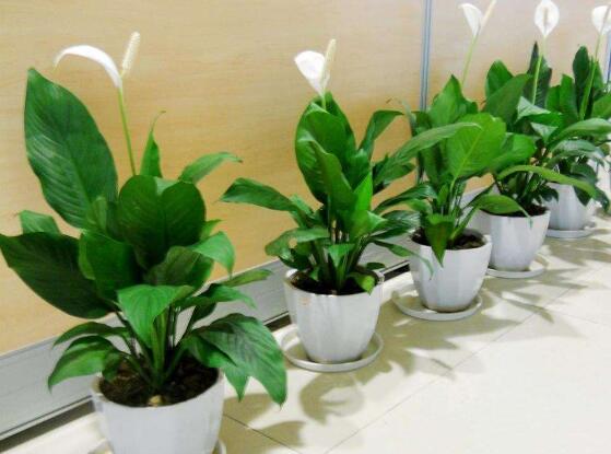 盆栽一帆風(fēng)順怎么養(yǎng)，教你八個(gè)方法便可爆盆