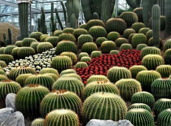 仙人掌適合在室內(nèi)養(yǎng)嗎，吸收輻射、釋放氧氣