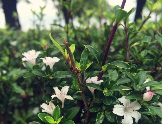 六月雪如何養(yǎng)，老農(nóng)總結(jié)最實(shí)用六大基本養(yǎng)殖方法