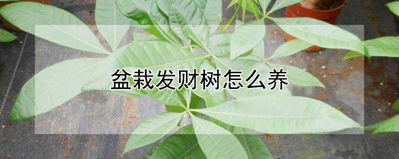 盆栽發(fā)財(cái)樹怎么養(yǎng)