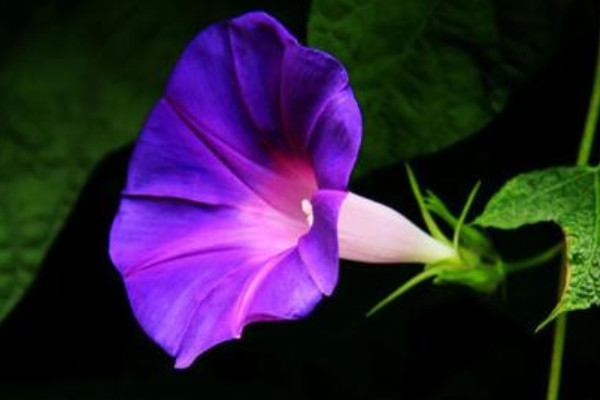 牽牛花為什么要爬藤才能開(kāi)花