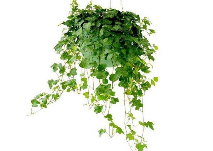 常春藤有什么作用，綠化環(huán)境又凈化空氣