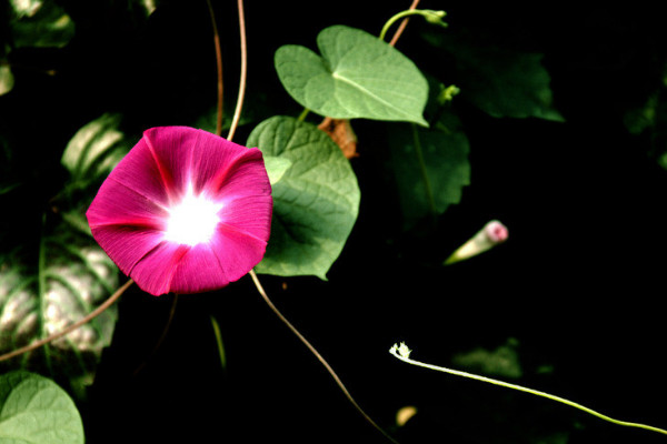 牽?；ㄔ鯓悠? src="/nongchan/d/file/20201223/acnxjc2eacc.jpg" / data-cNxE="qKwSaR"></p>
<p data-YZZQ="Eq3Rg5">
	牽?；ㄔ谄鈺r需要選擇合適的掐尖時間，一般牽?；ㄔ诖杭旧L速度較快，且長出的嫩芽嫩葉較多，所以掐尖最好在春季進行。同時在掐尖時還需要選擇合適的時間段，最好在雨季過后對植株進行掐尖處理，以免植株腐爛。</p>
<p data-jrnI="zdDN8q">
	<strong data-YKWP="OMZ2lK">2、掐尖方法</strong></p>
<p data-Lcvn="eZkM4A">
	<img alt=