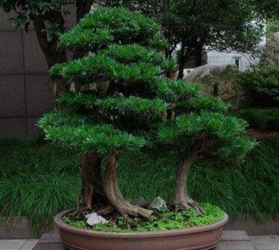 盆栽羅漢松怎么養(yǎng)，盆栽羅漢松養(yǎng)殖方法