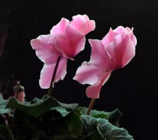 仙客來突然蔫了怎么辦，主要就是光照和澆水不當(dāng)導(dǎo)致