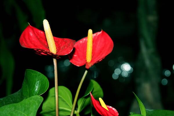 紅掌的寓意是什么，大展宏圖、火熱與希望