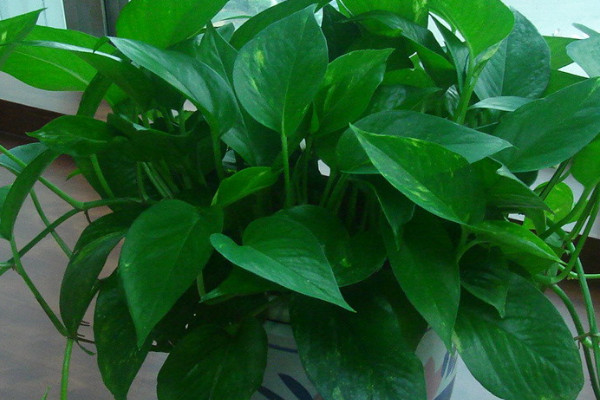 綠蘿加啤酒能快速生長(zhǎng)嗎