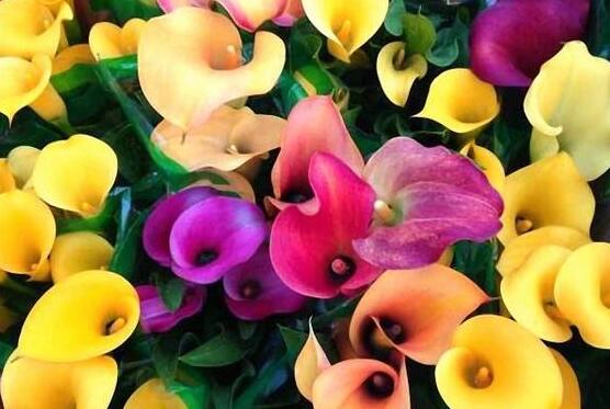 彩色馬蹄蓮能養(yǎng)幾年，通常養(yǎng)殖3-4年是沒有問題