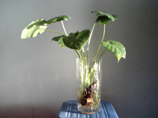水培萬(wàn)年青的養(yǎng)殖方法和注意事項(xiàng)，學(xué)會(huì)以下三個(gè)步驟即可