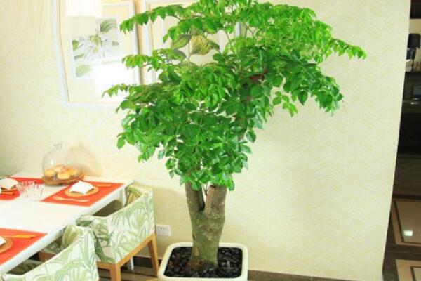 幸福樹掉葉子怎么挽救，從以下5個方面分析