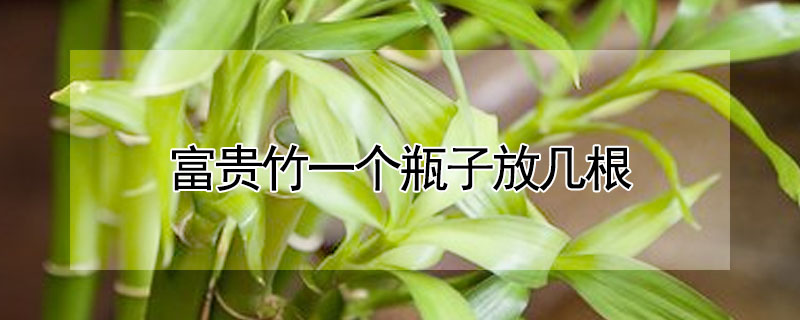 富貴竹一個(gè)瓶子放幾根