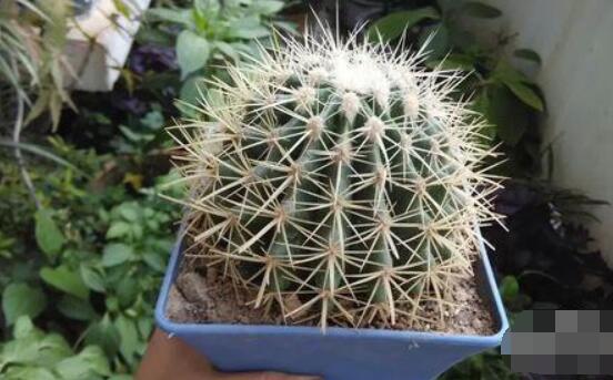 小仙人球澆水多少毫升，澆水的量一般以100-200毫升為準(zhǔn)