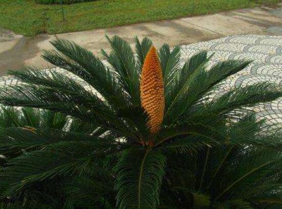 鐵樹(shù)開(kāi)花好不好，象征著幸福、吉祥、富貴