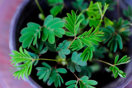 含羞草怎么養(yǎng)殖，老農(nóng)總結(jié)最實用五個養(yǎng)殖要點