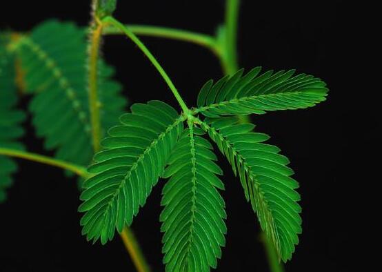 含羞草有什么功能，趣味性十足、預測天氣、凈化空氣