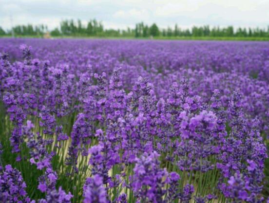 薰衣草精油的功效與用法，美容養(yǎng)顏、舒緩心情