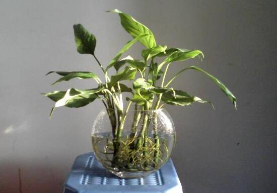 萬(wàn)年青可以水培嗎，萬(wàn)年青水培方法