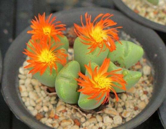 夏天生石花怎么養(yǎng)，做好五個要點可安然度夏