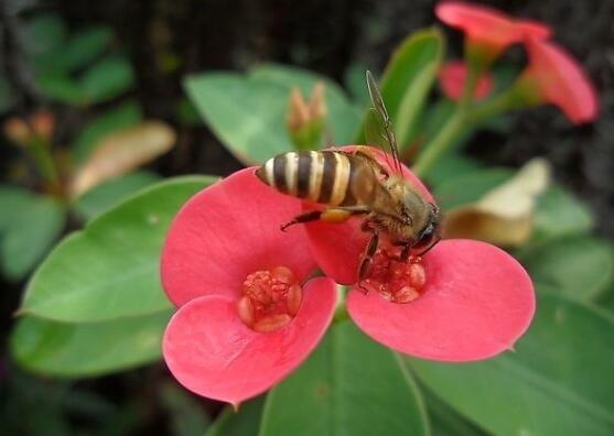 虎刺梅花瓣有毒嗎，皮膚接觸紅腫發(fā)癢/誤食惡心嘔吐